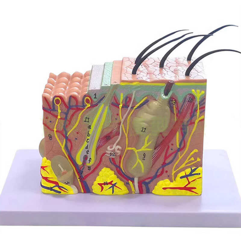 Science Human Skin Magnification Anatomy Medical Model | Shopee Philippines