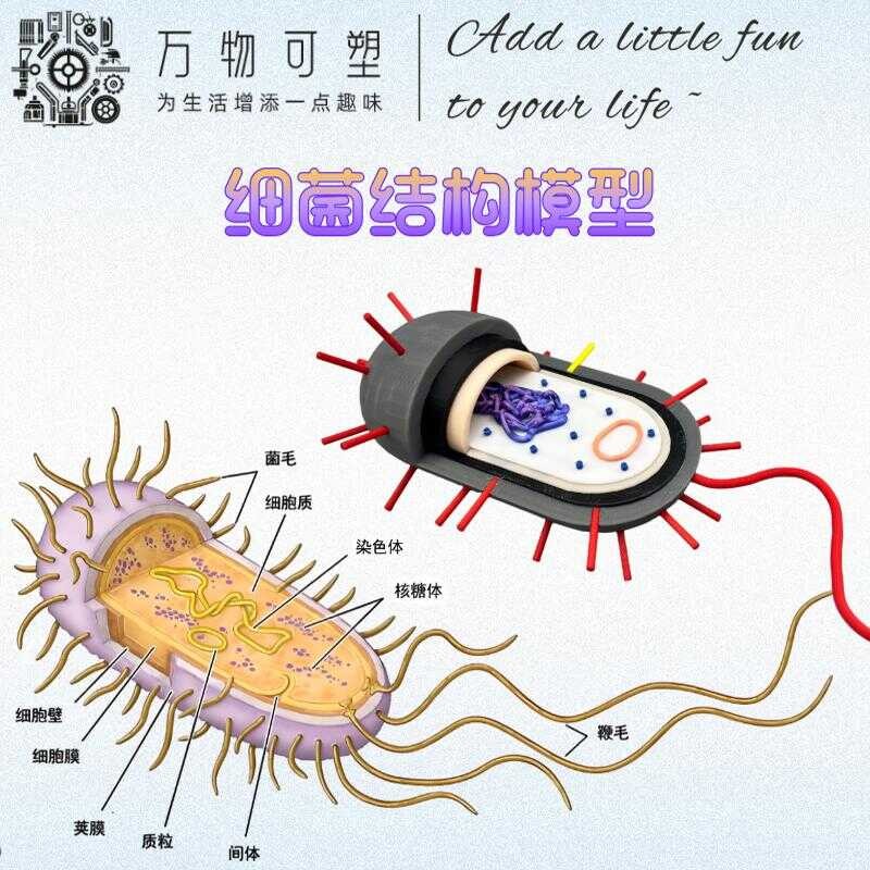 Manual assembly of bacterial structure model, 3D printing, high school ...
