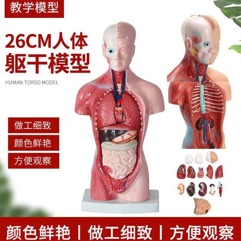 Tt Human Body Model 28Cm Trunk, Human Visceral Anmodel, Teaching Aids ...