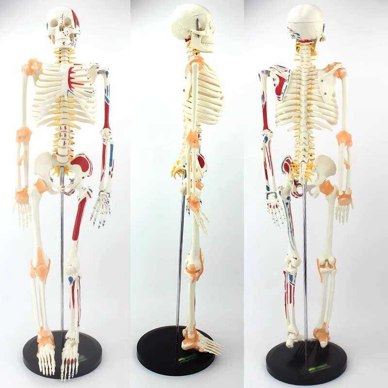 Tt Tt Medical Skeletal Model, Muscle Starting And Ending Points ...