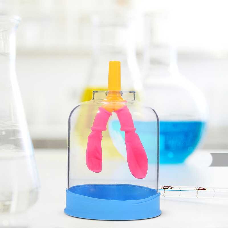 Health Lung Display Breathing Model Students Experiment Supply Human ...