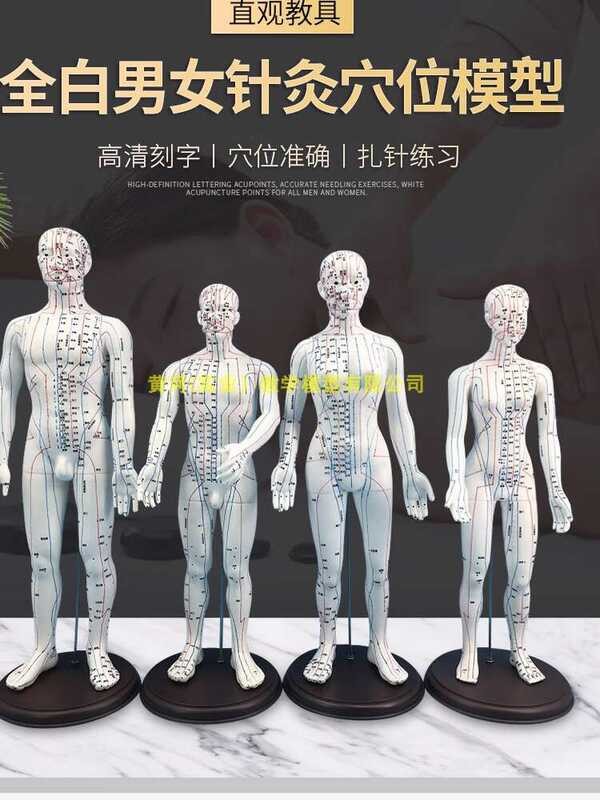 Tt Color Acupuncture And Moxibustion Point Human Model Whole Home ...