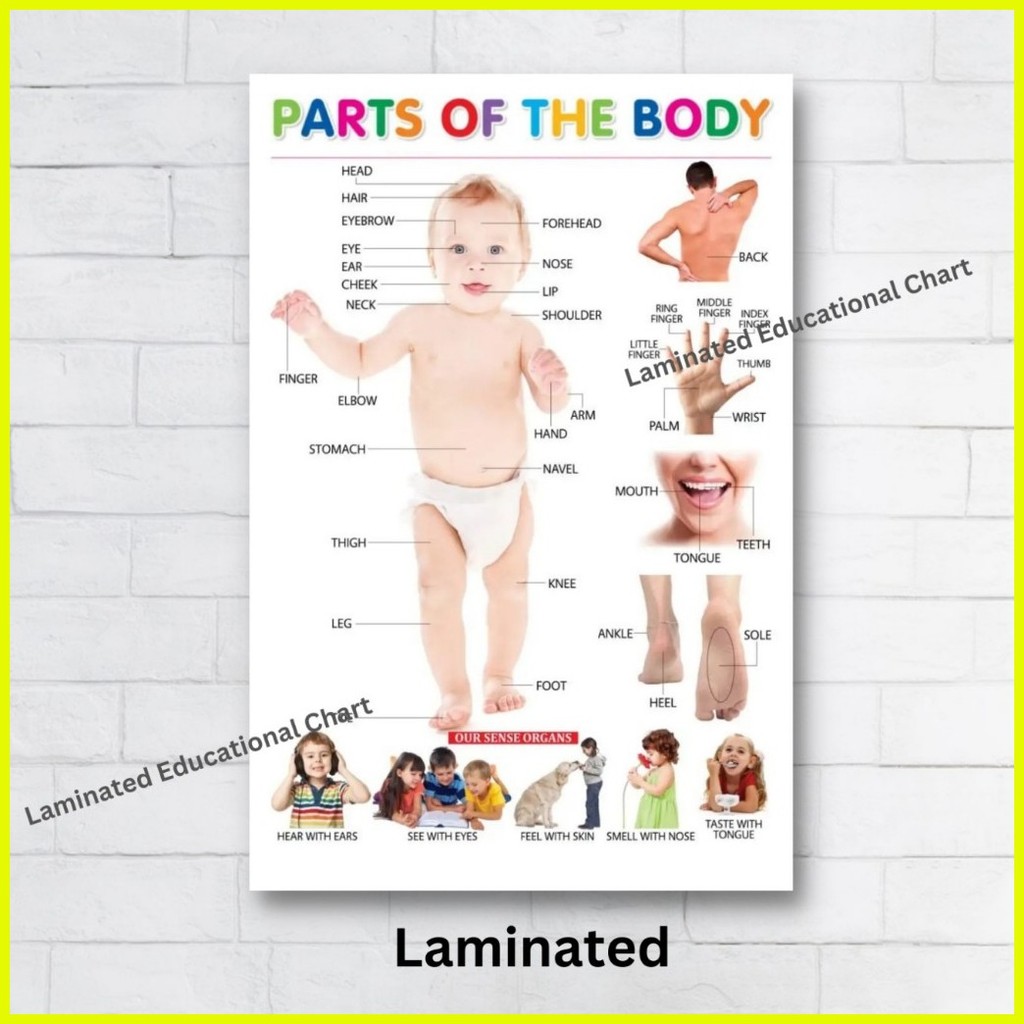 → Laminated Parts of the Body Charts, Educational Charts for Kids ...