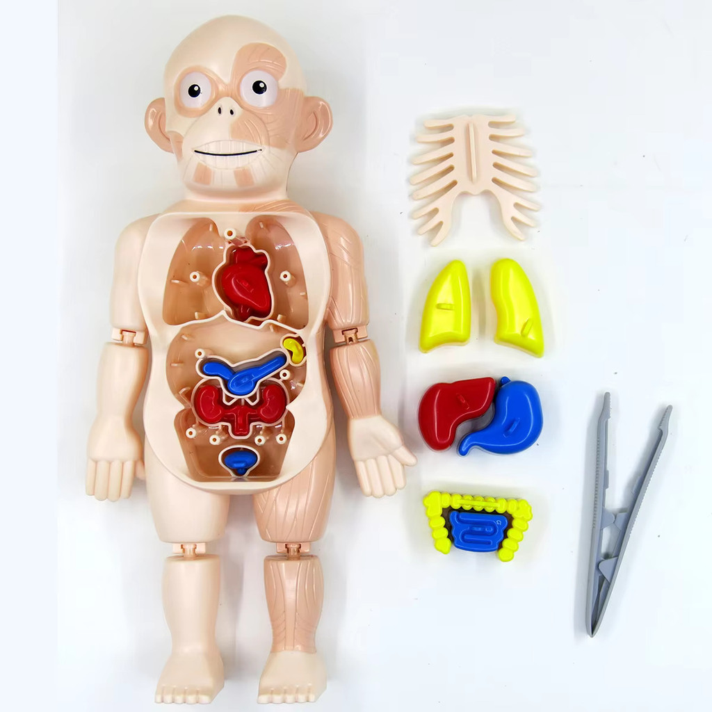 Human Torso Body Model Anatomy Anatomical Medical Internal Organs For ...