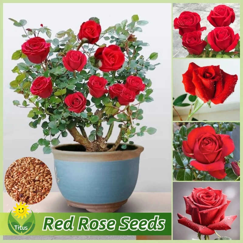 100% Legit Red Rose Seeds For Planting & Gardening (100Pcs) Rose Flower ...