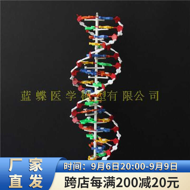 Large DNA Model Double Helix Structure High School Biology Teaching ...
