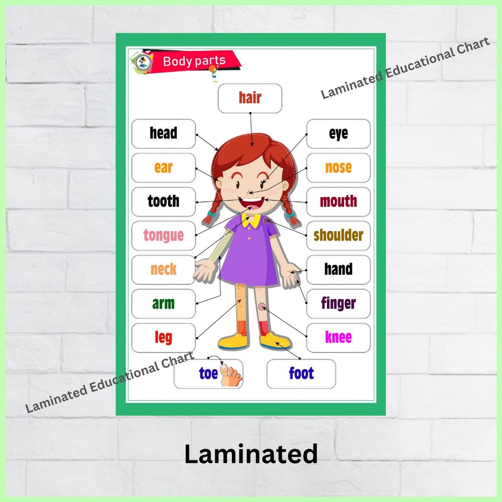 ⊩ ⋠ ⋌ Laminated Parts of the Body Charts, Educational Charts for Kids ...