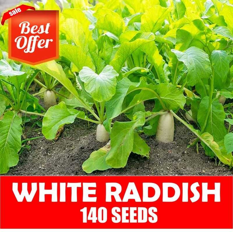 Raddish Seeds - Snow White C1 | Shopee Philippines
