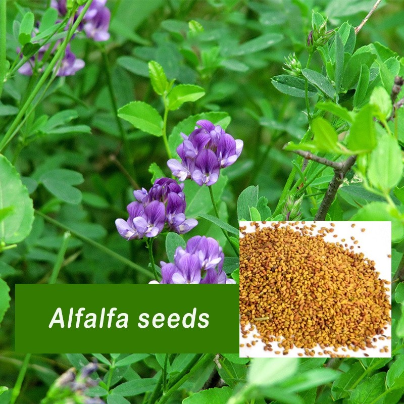 Fresh Look at 30G Timothy Hay Seeds Alfalfa Seeds Rabbit Feed Grass Forage