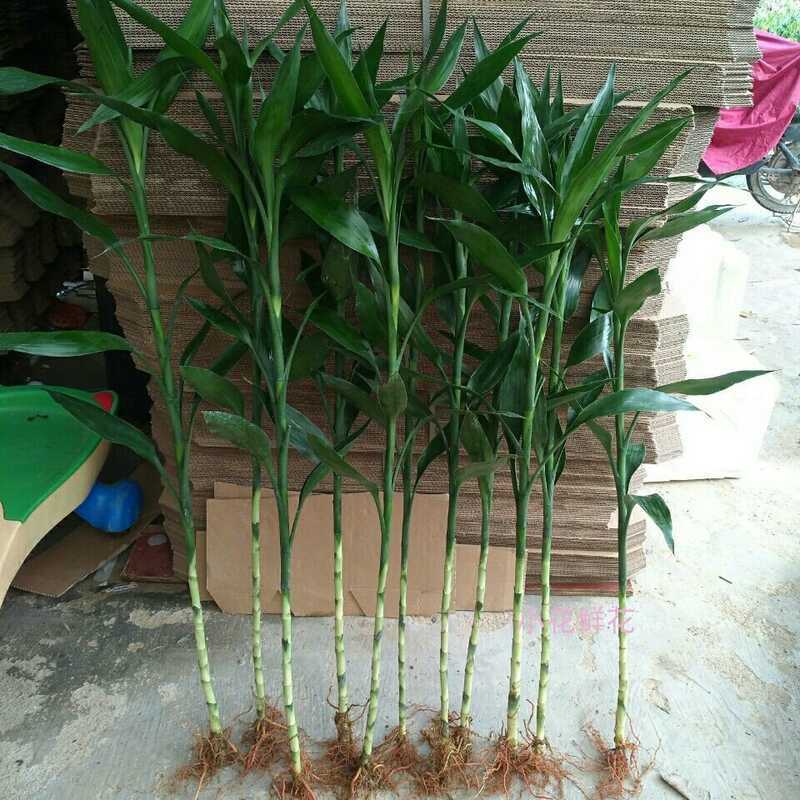 The Story Of Flowers Has Roots. Fugui Bamboo Is 1.2 1.5 Meters Thick ...
