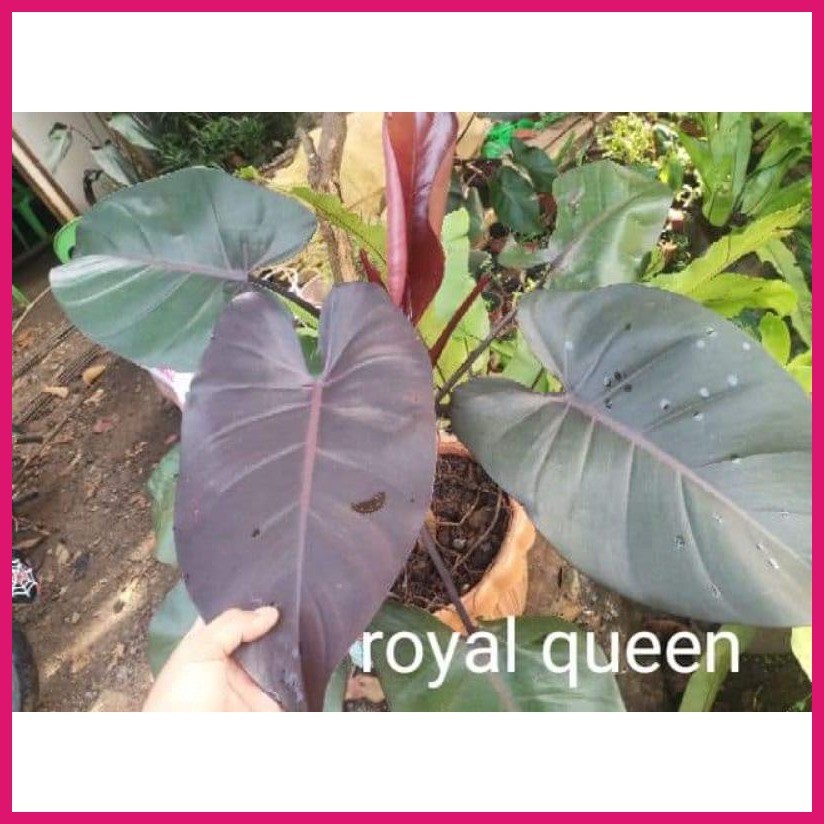 Royal Red Queen philodendron Rare plant | Shopee Philippines