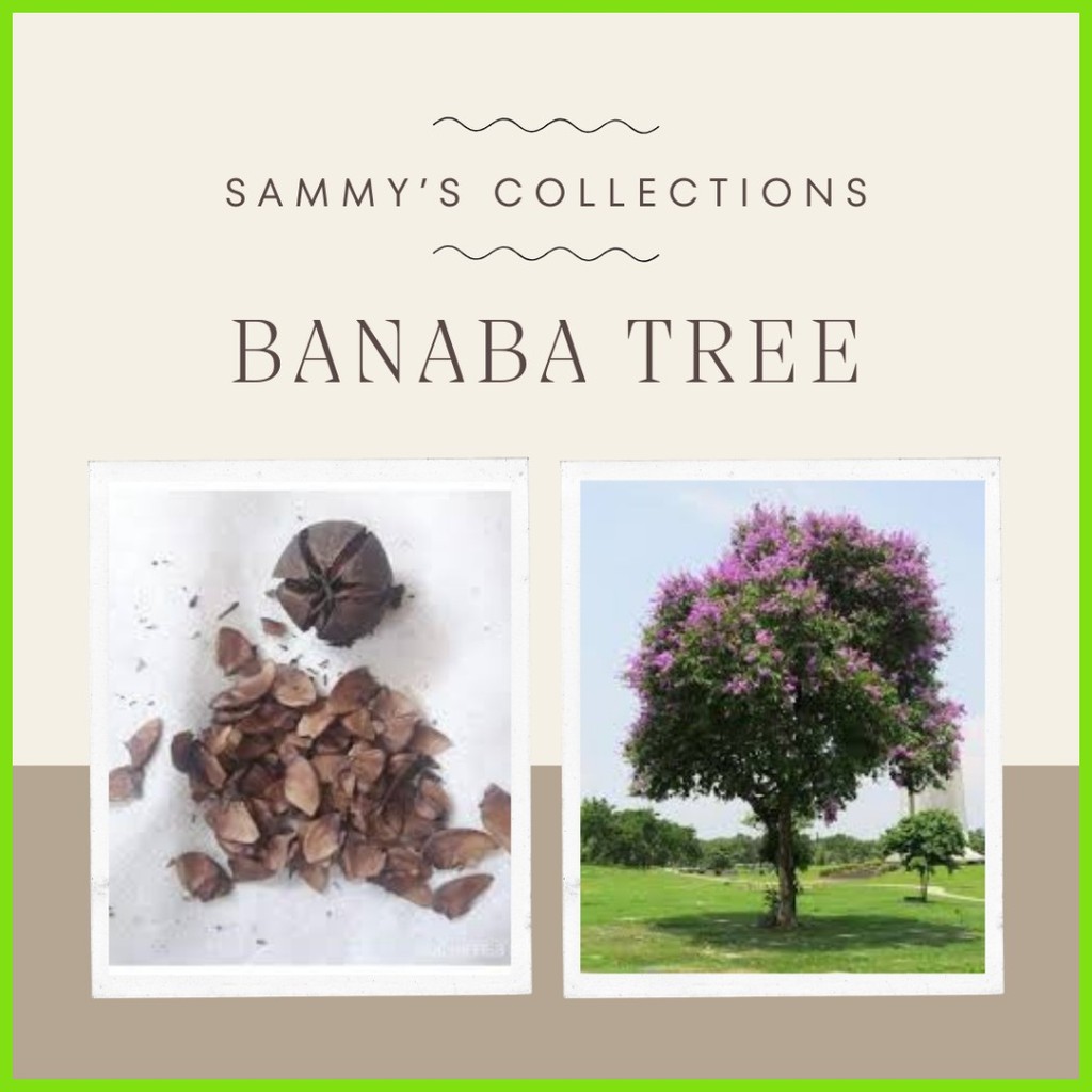 Shop banaba tree for Sale on Shopee Philippines