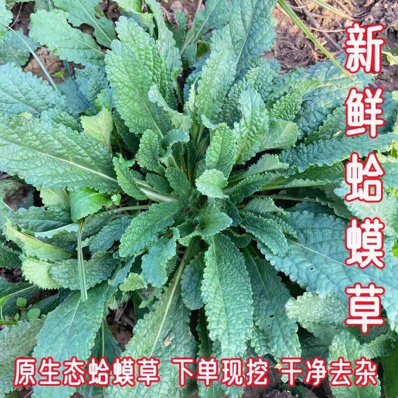 Fresh Toad Vegetable Whole Freshly Digged Cleaned Lychee Snow Wrinkled ...