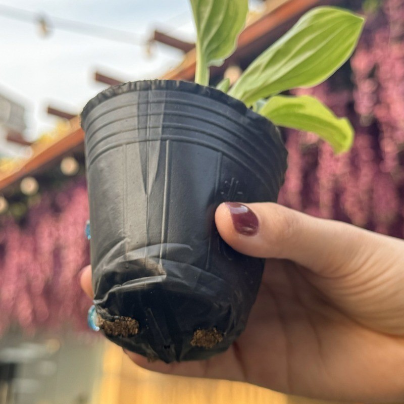 50/100Pcs Multi-size Black Seedling Nursery Pots Plant Propagation ...