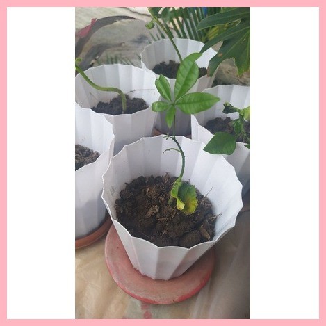 Shop castanas for Sale on Shopee Philippines