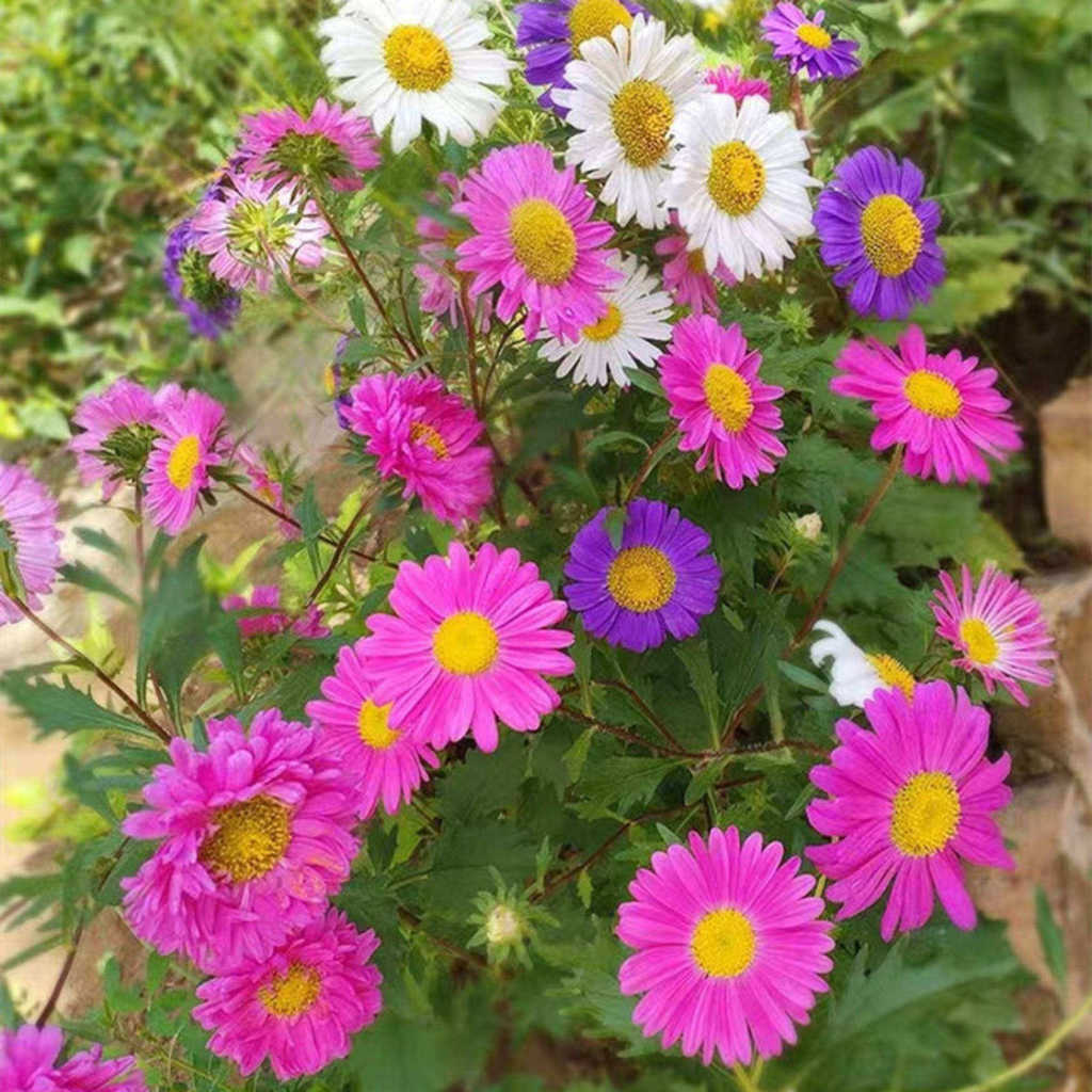 20 seeds/pack Pyrethrum Flower Seeds Vegetable Seeds High germination ...