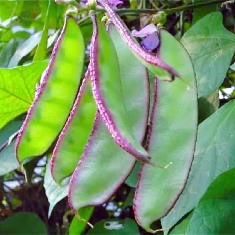 10 seeds Batao Seeds Bataw Hyacinth Bean Lablab Seeds For Planting ...