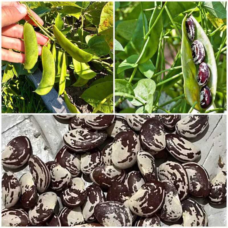 Patani Seeds Lima Beans For Planting 10Seeds Dda | Shopee Philippines