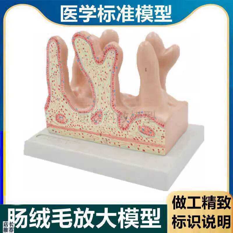 Villi Model f Digestive Tract Structure Small Intestine Inner Mucosa ...
