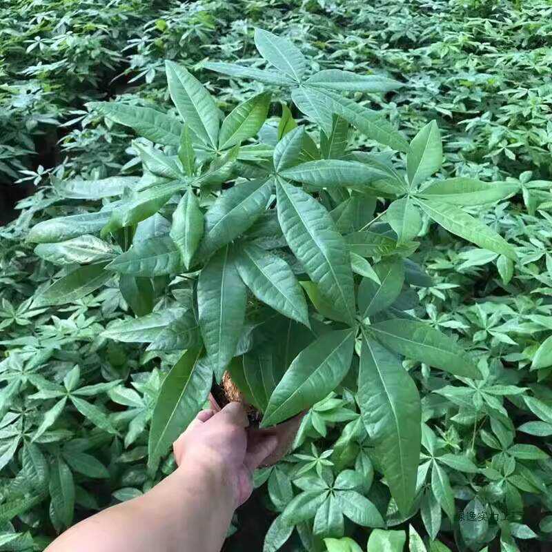 Five-Year-Old Single-Stem Fortune Thick Stem Large Tree Stump Indoor ...