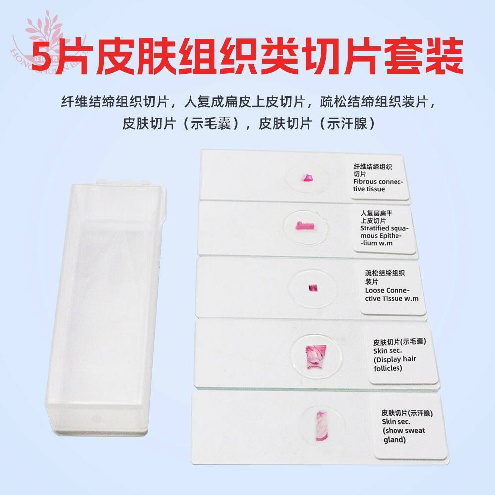 5-piece Skin Tissue Biological Section Set HE Stained Slides Clear and ...