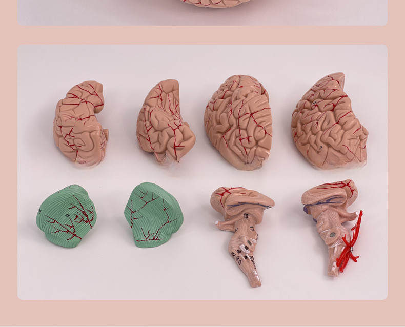 Brain Anatomy Model Brainstem Brain Cerebellum Structure Relationship ...