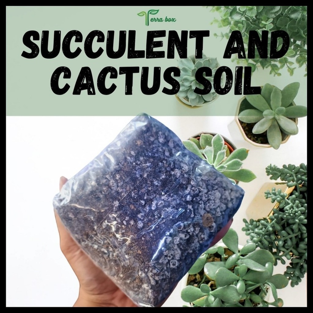 TERRA BOX MIX SOILS - TERRARIUM MIX SOIL, SUCCULENT AND CACTUS SOIL ...