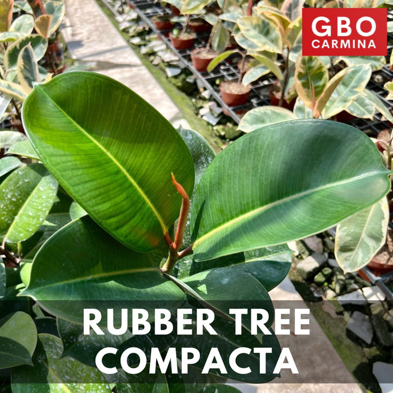 Ficus - Rubber Tree: Compacta | Live Plant | Shopee Philippines