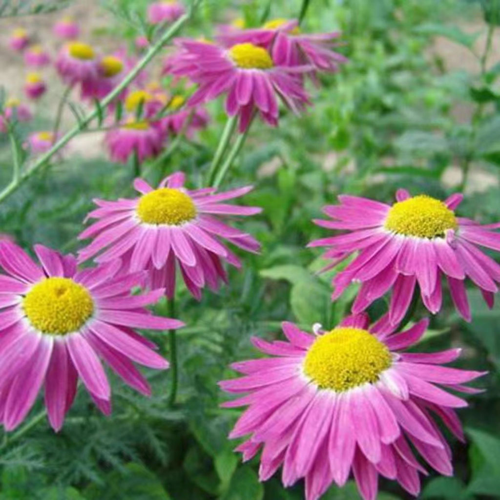 20 seeds/pack Pyrethrum Flower Seeds Vegetable Seeds High germination ...