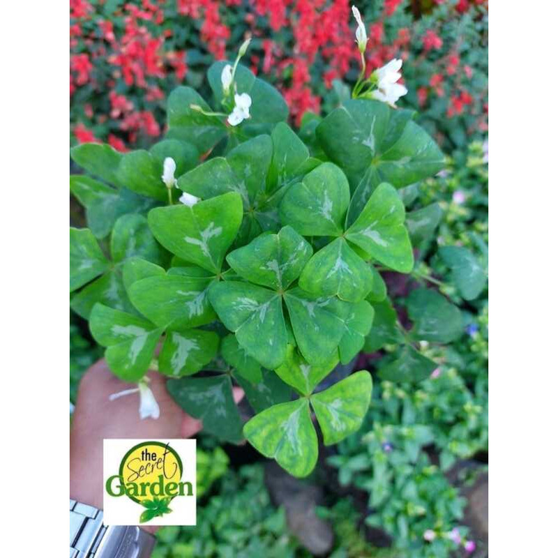 Green Oxalis Triangularis With FREE Plastic Pot, And Garden Soil ...