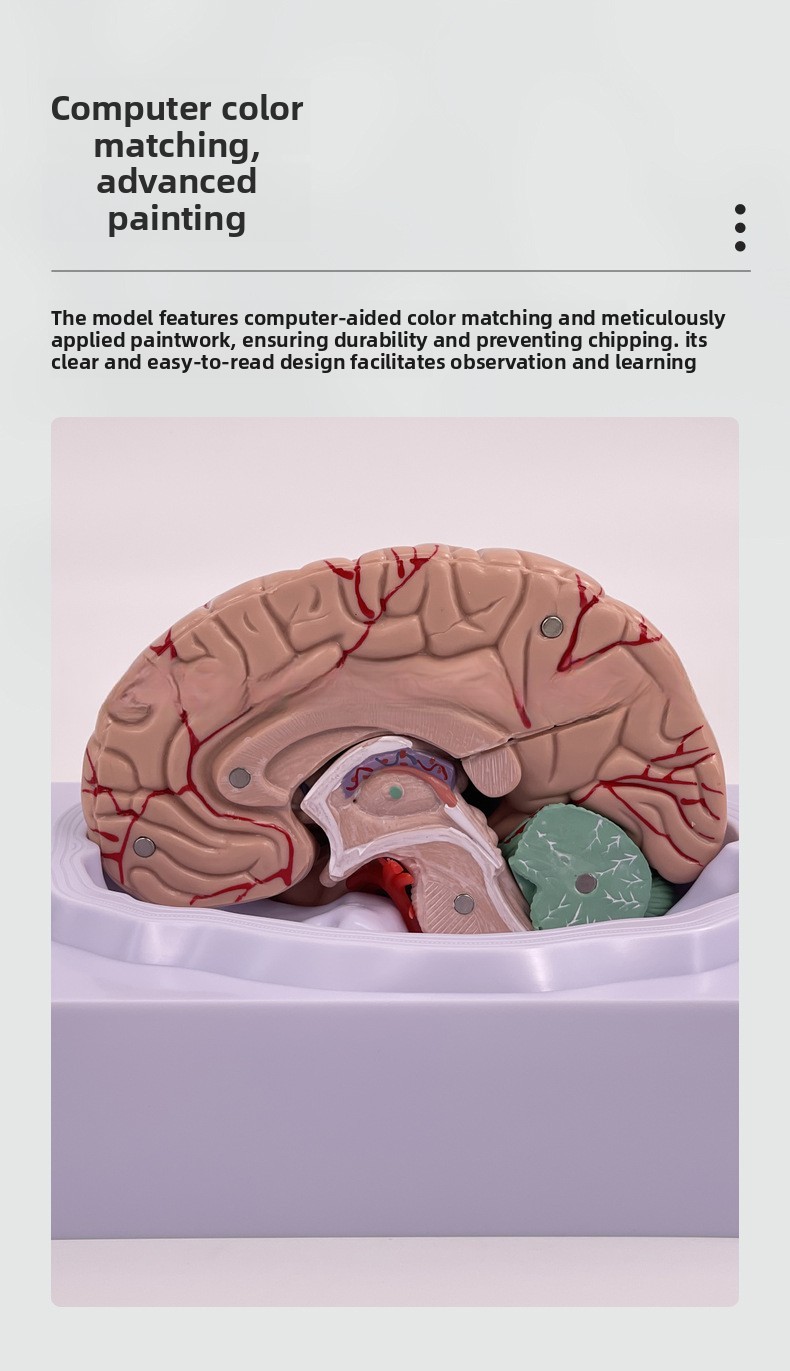 Brain Anatomy Model Brainstem Brain Cerebellum Structure Relationship ...