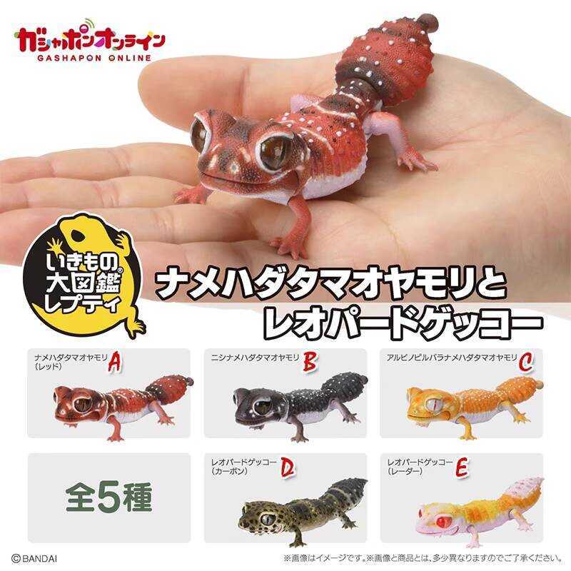 Bandai Official Biological Encyclopedia Fat-Tailed Round-Tailed Leopard ...