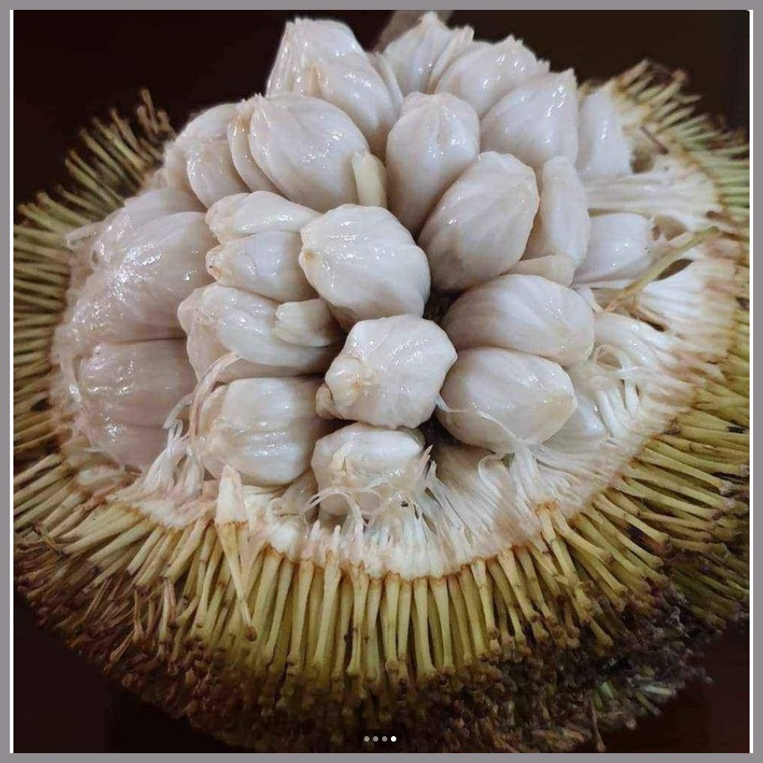 ↂ ├ Fruit Seeds (1) Lansones,, Guava, Pasion Fruit, Santol, Marang ...