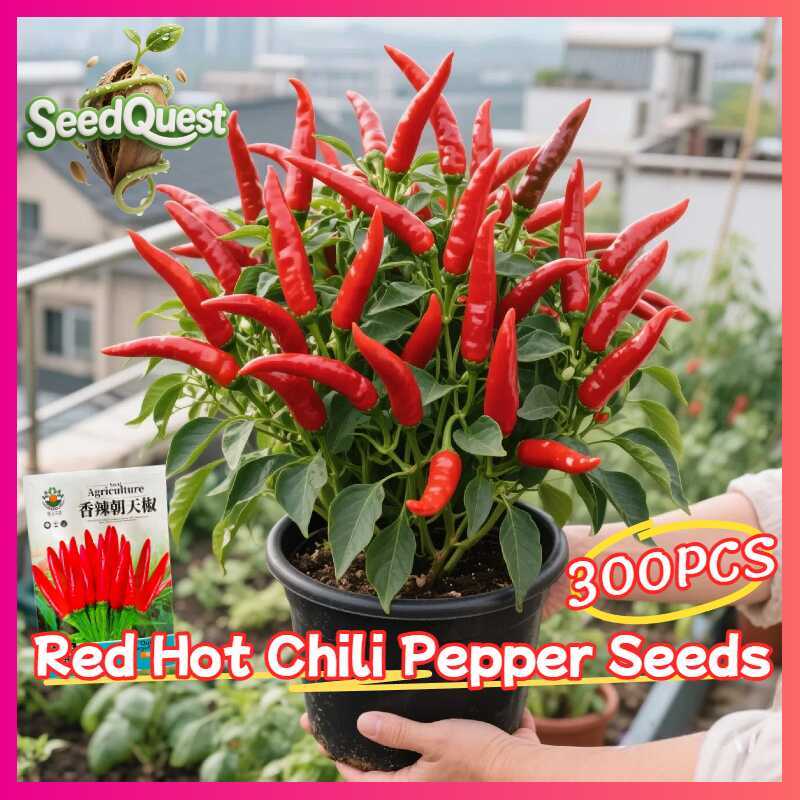 100% Original 300Pcs Super Spicy Siling Labuyo Seeds F1 Red Hot Chili ...