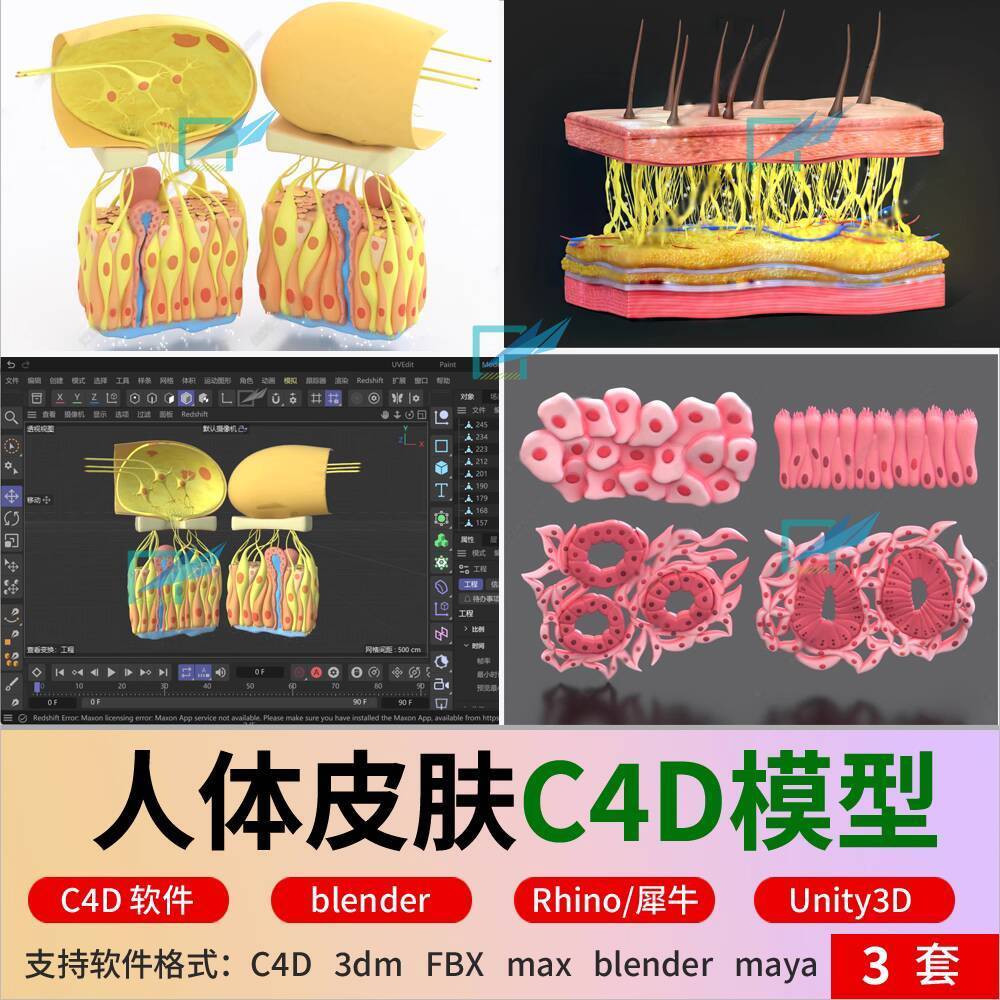 ☑♥ c4d Human Skin Epithelial Tissue Cell Outer Skin System Skin Cross ...