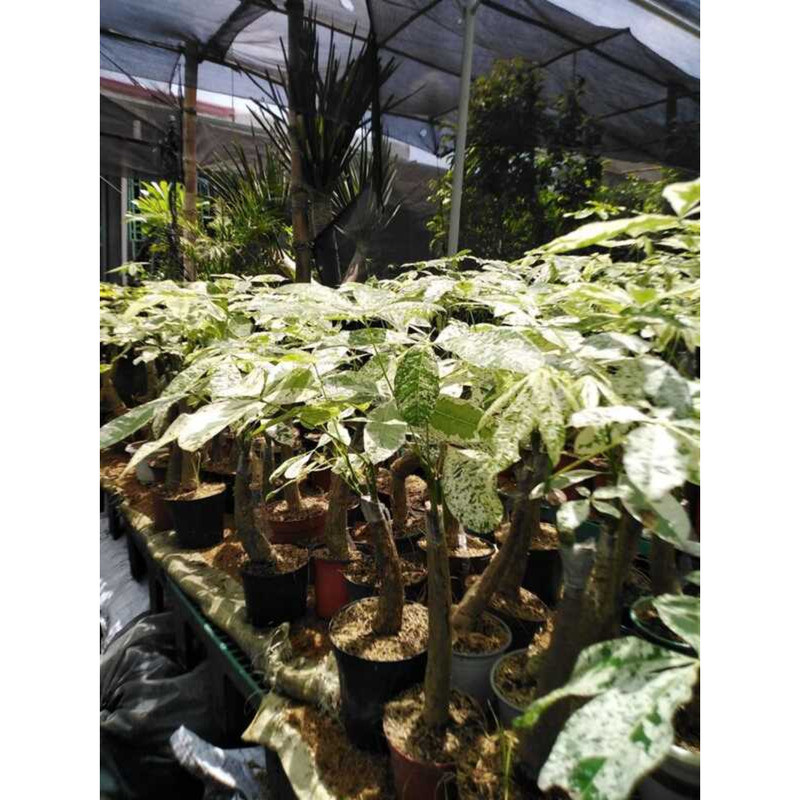 VARIEGATED MONEY TREE - LUCKY PLANTS INDOOR 304 | Shopee Philippines
