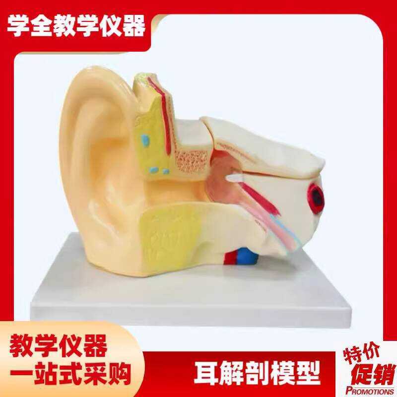 Anatomy 3x Magnification Ear Form Structure Model for Primary and ...