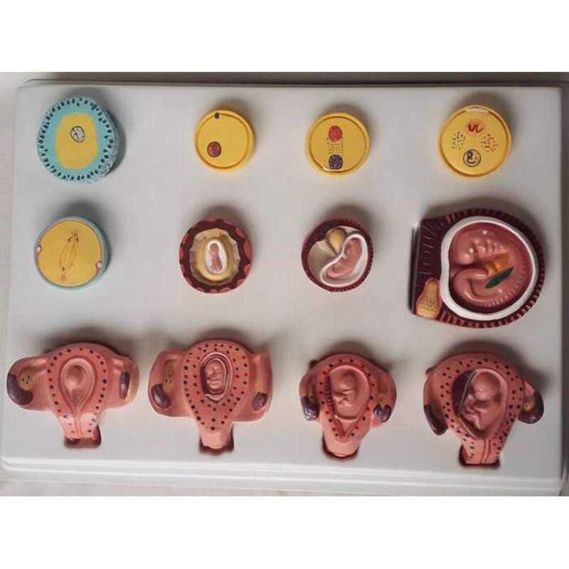 Human Pregnancy Fetal Development Process Fertilized Egg Uterine Tissue ...