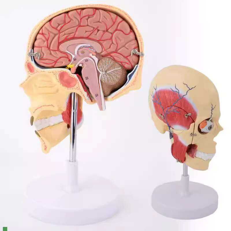 ENOVO Human Chewing Model Tempor Mandibular Joint Faci Anatomy Muscle ...