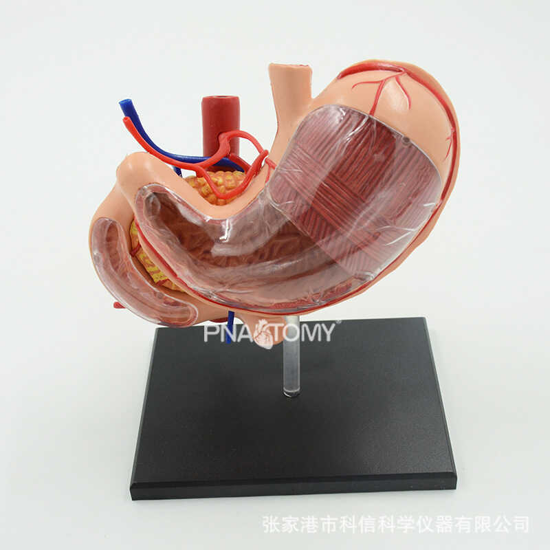 4D Digestive System Organ Model Stomach Structure Pancreas Duodenum ...