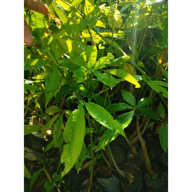 Castañas/ Money Tree Liveplant 5D9 | Shopee Philippines
