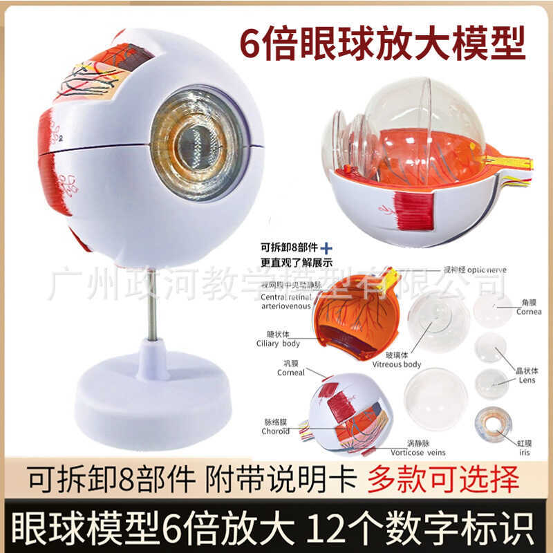 Human Simulation 6x Magnification Structure Anatomy Eye Model Teaching ...