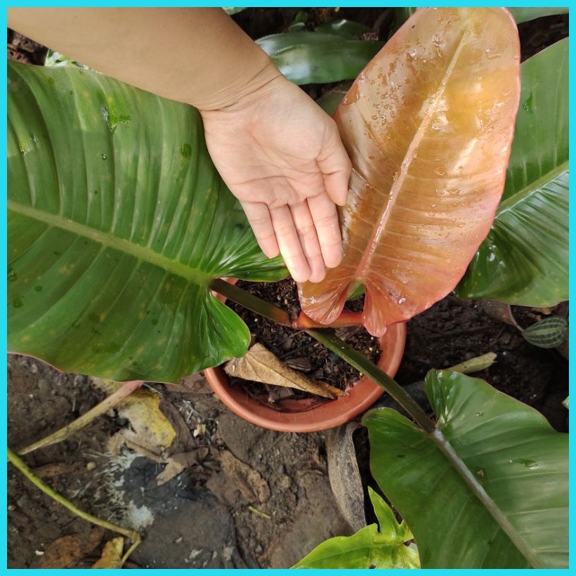 prince albert philodendron - Best Prices and Online Promos - Jun 2026 |  Shopee Philippines