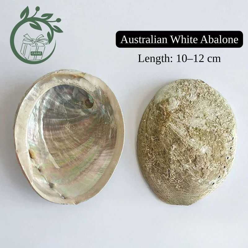 CASAÉ Australian White Abalone Shell For Smudging Ash Tray Bowl Palo ...
