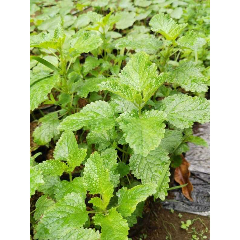 Lemon Balm Melissa Officinalis Seedling Msmsk 0F5 | Shopee Philippines