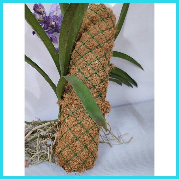 ♑ 20 cm Coco Wattles for Vanda, Hanging Plants and Other Vine Plants ...