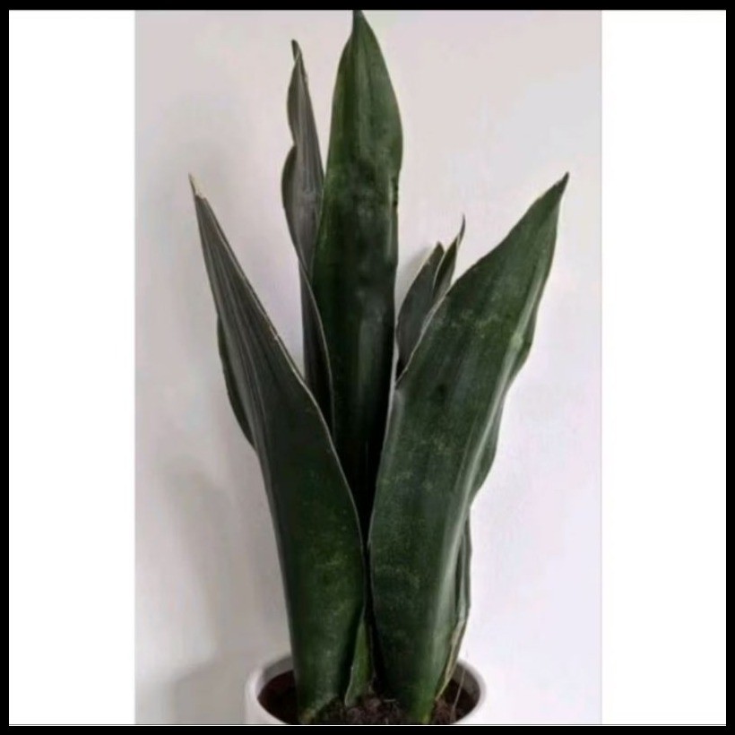 Whale Fin/ Sanseveria Lady Charm/ Sansevieria Humiflora