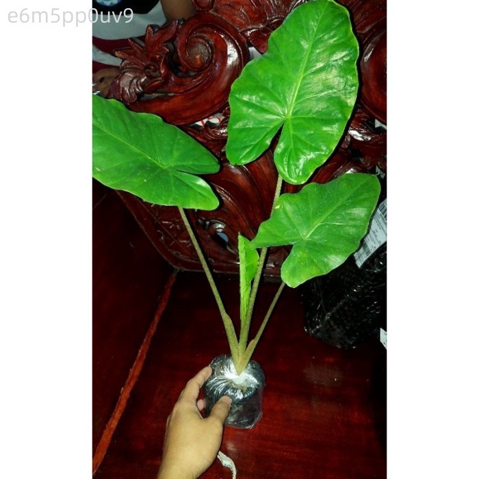 popular lowprice ,,ALOCASIA ALBO VARIEGATED RARE|| Jinkee Pacquiao plant  | Elephant Ear | Alocas | Shopee Philippines