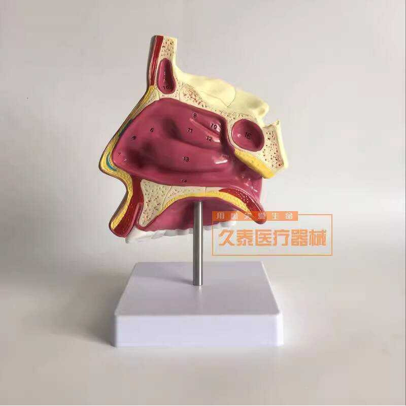 Human Nasal Cavity Anatomy Teaching ENT Model Ear Nose Throat | Shopee ...