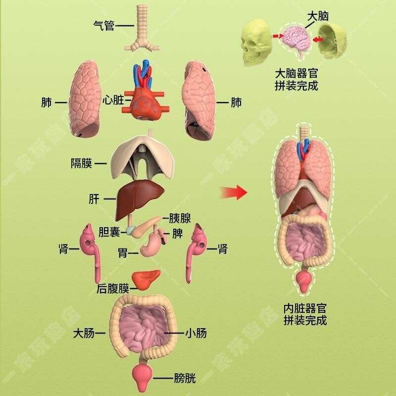 Movable Human Body Model Organ Structure Disassembly and Assembly ...